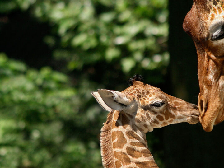 DFDS Special Offer – Amsterdam Zoo Mini Cruise