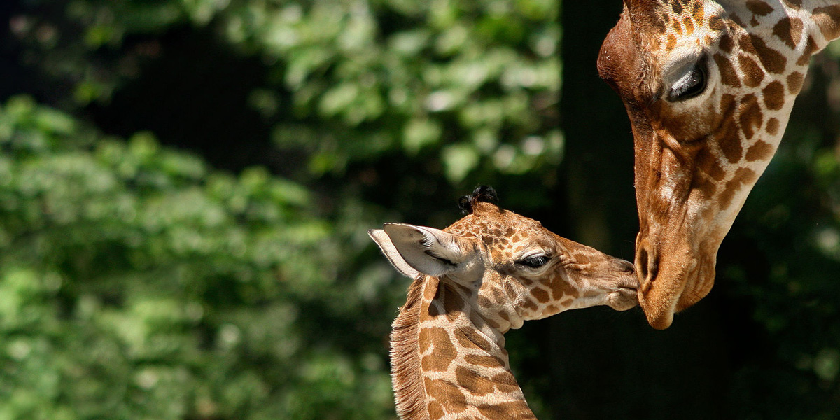DFDS Special Offer – Amsterdam Zoo Mini Cruise