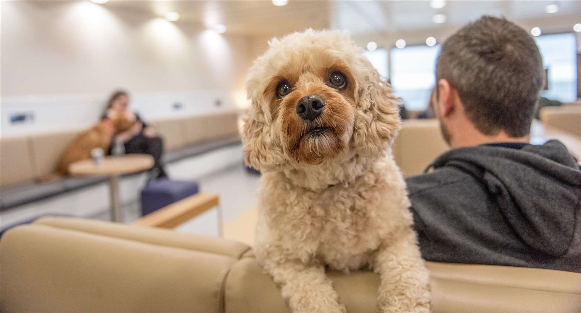 P&O Free pet lounge access