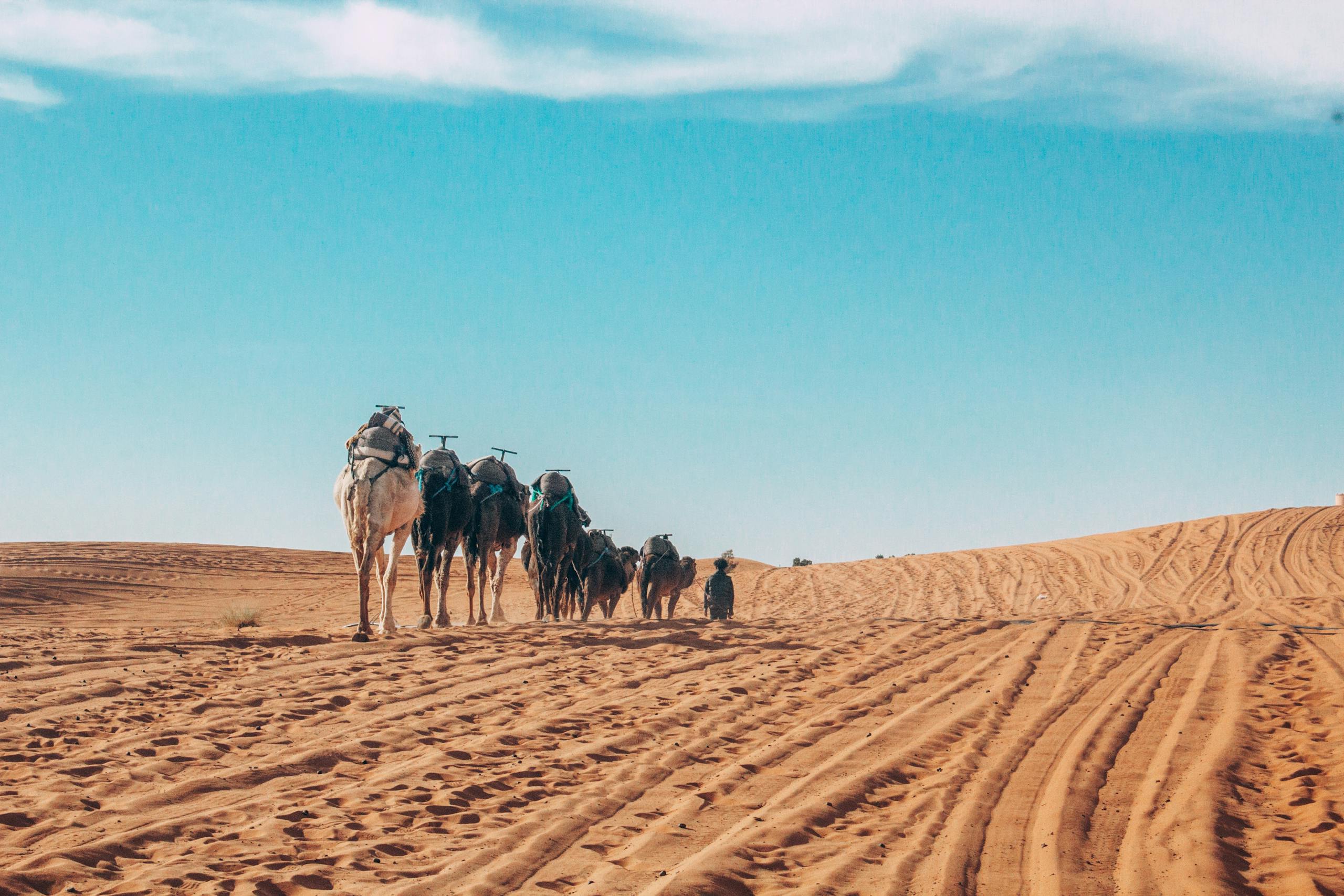 A scenic view of camels walking in Al Wahat Al Dakhla Desert under a vast blue sky.