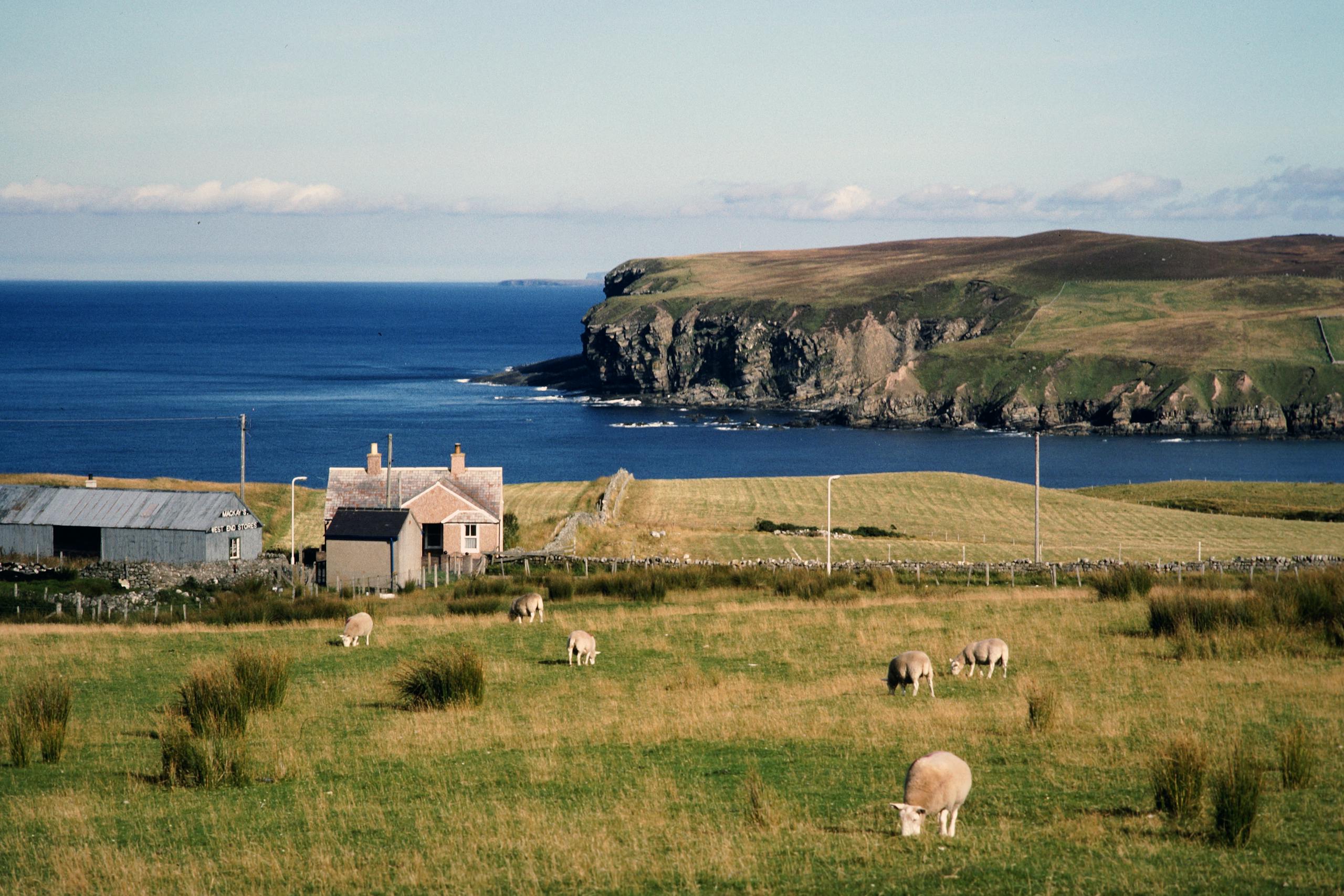 Idyllic Scottish countryside with grazing sheep by the sea, perfect for landscape lovers.